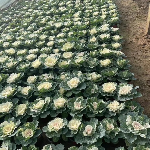 青州市冬季耐寒草花羽衣甘蓝