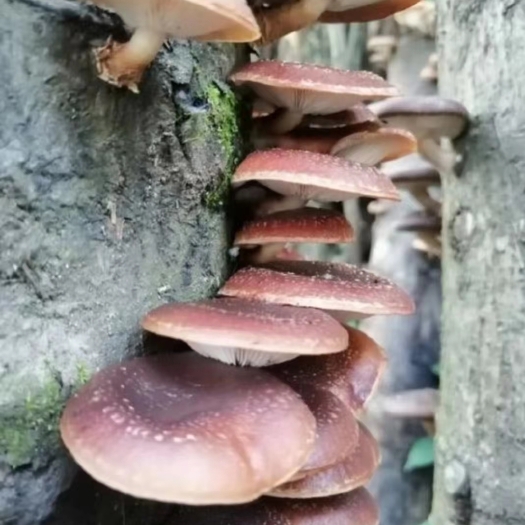 修文县贵州林下马桑菌大量上市