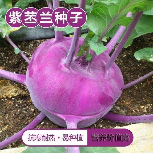 天津青苤兰种子紫苤蓝菜种籽芥兰头芥蓝球高产农家大田四季蔬菜子