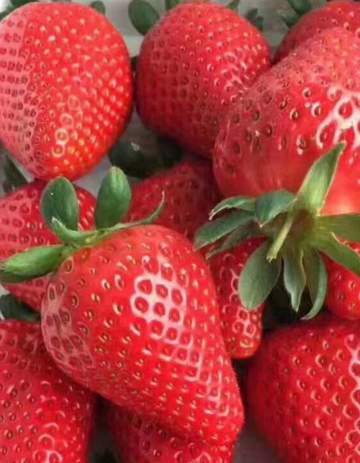 蒙瑞特草莓苗基地批发