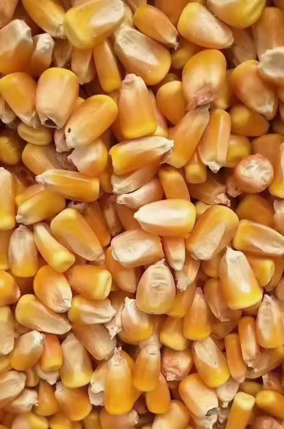 金昌（优质)甘肃2022年新玉米  颗粒大 基地一手货源