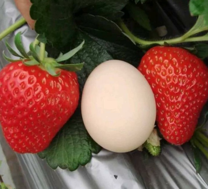 蒙瑞特草莓苗基地批发