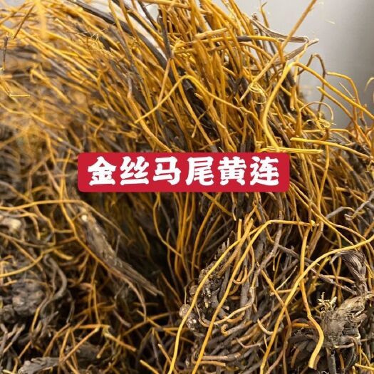昆明金丝马尾莲