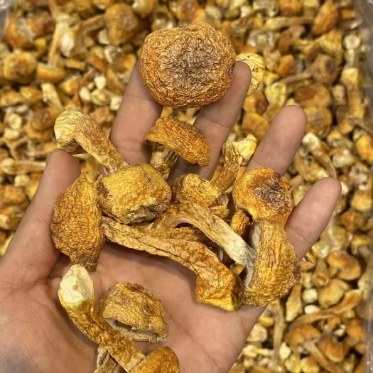 汕头新货精品姬松茸  独特的菌香味 营养价值成分高炖汤营养 美味