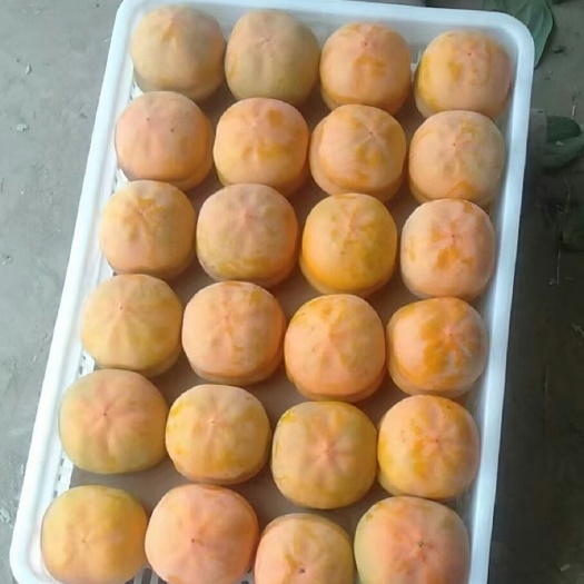 保定磨盘柿2毛-8毛钱！产地长期供货，想挣钱的老板抓紧联系我！！