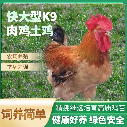 南宁大种改良【K9麻黄快大型肉鸡】九斤红育肥长肉快活苗包邮包健康