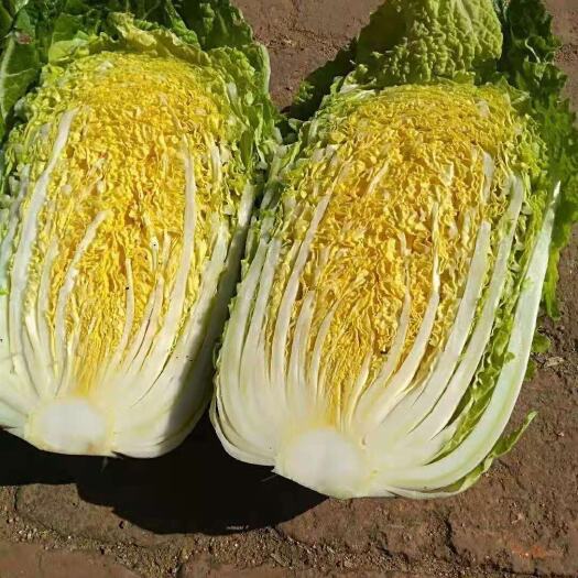 湖北精品黄芯大白菜，基地直供，一手货源，现砍现发，保质保量