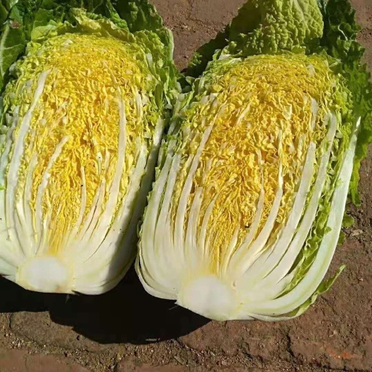 嘉鱼县湖北精品黄芯大白菜，基地直供，一手货源，现砍现发，保质保量