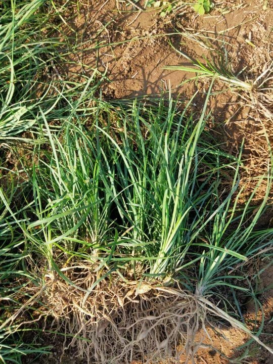 麦冬草  沿阶草基地直销 根须发达 四季常青 无沙土