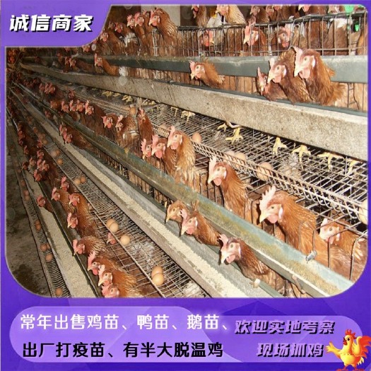 衡阳出售红毛蛋鸡苗海兰褐蛋鸡苗出厂打疫苗