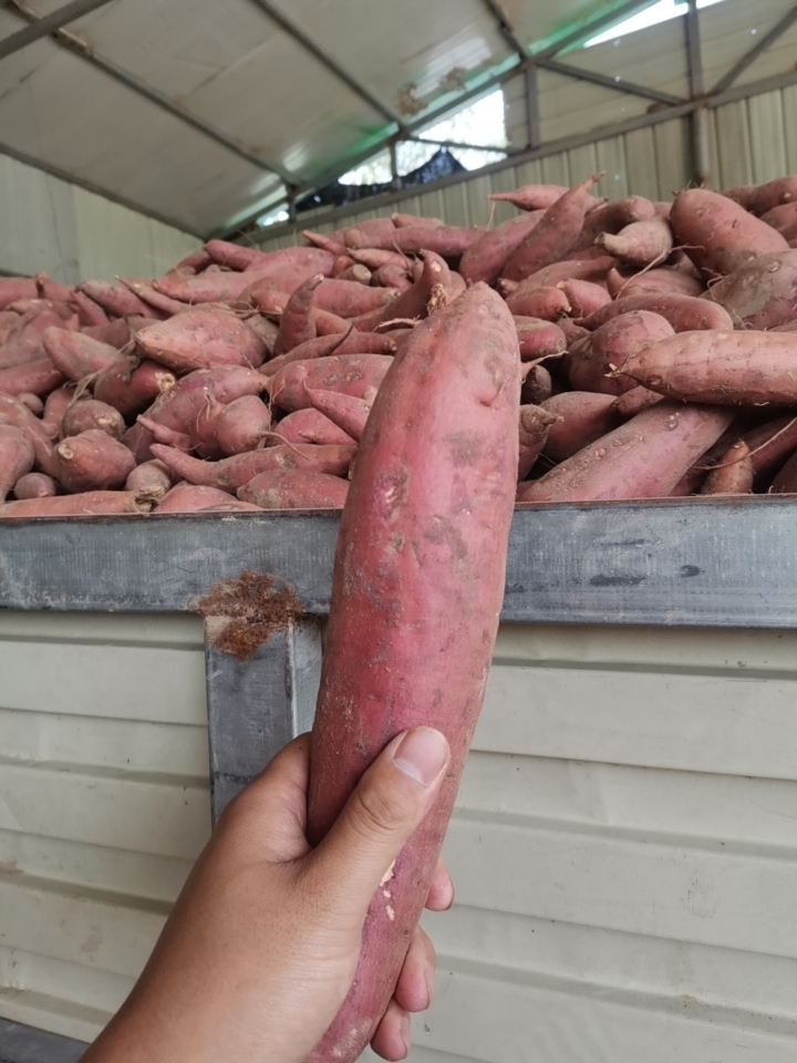 红心红薯西瓜红