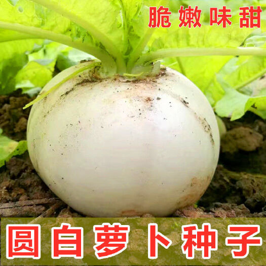 邵东市圆白萝卜种子春秋四季蔬菜种籽春不老萝卜特大超甜水果萝卜种子