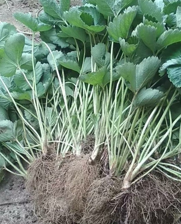 蒙瑞特草莓苗基地批发