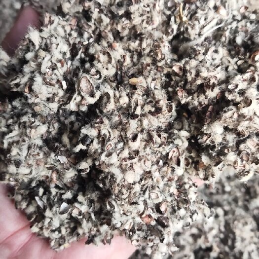 夏津县中壳中绒，细壳长绒，带仁带粉棉籽壳