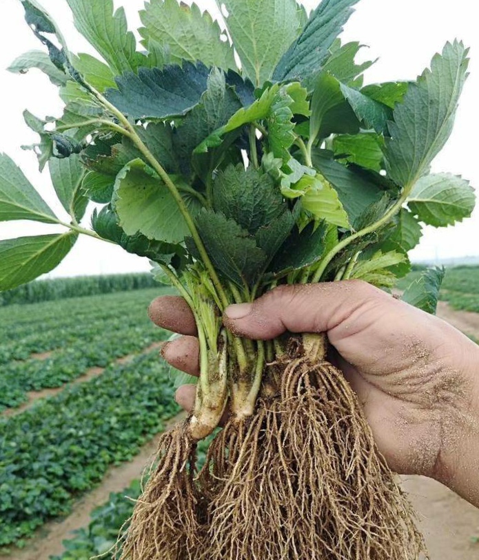 蒙瑞特草莓苗基地批发