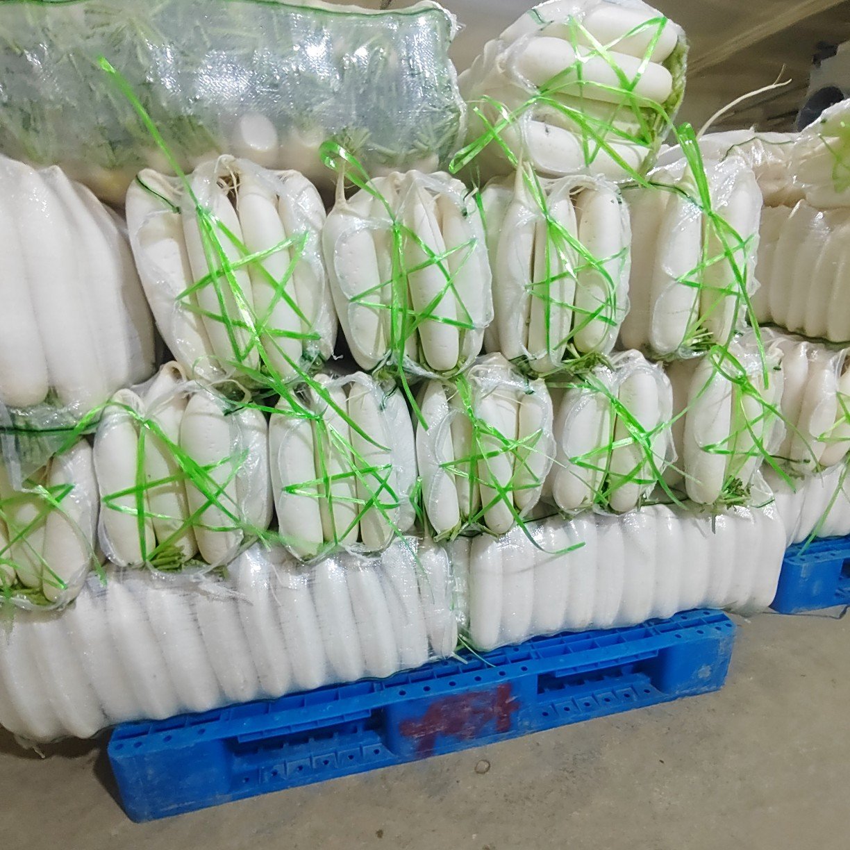 尚义县河北张家口尚义县大青沟白萝卜产地直销一手货源，欢迎咨询选购。
