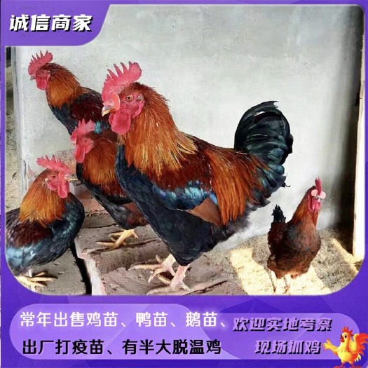 衡阳出售肉鸡雏麻7鸡苗麻6鸡苗快大型鸡苗肉鸡成年可长十多斤