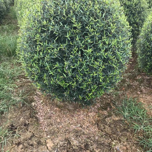 桂林木犀榄球