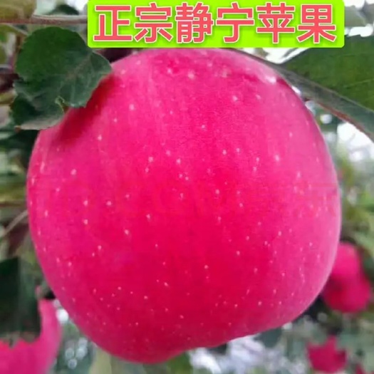 静宁县红富士苹果甘肃静宁一件代发抖音拼多多某宝量大的来零售加批发来