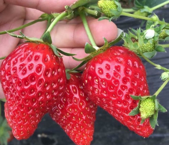 蒙瑞特草莓苗基地批发