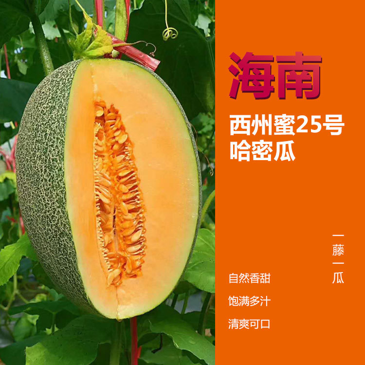 东方市精品哈密瓜，晓密25号，直供电商社区，欢迎老板采购