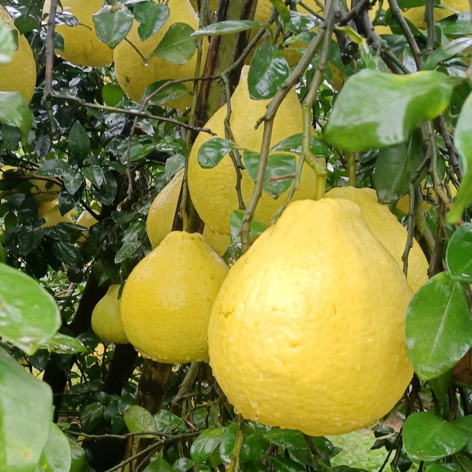 湖南江永县粗石江老树沙田柚。皮薄多汁，含糖量高，口感超甜