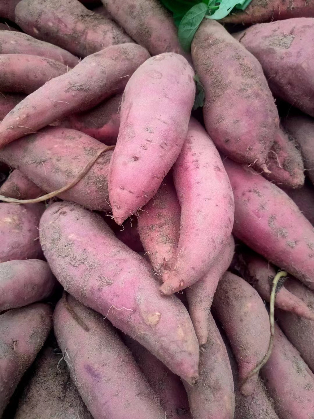 沂水县山东红薯大量批发品种西瓜红烟薯二五