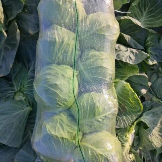 中甘系列甘蓝，旺旺，思特丹，绿缘甘蓝，大型基地，现砍现发