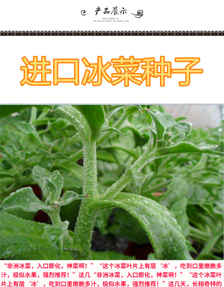 冰菜种子非洲冰菜种子冰晶菜种籽特色蔬菜四季阳台庭院