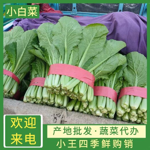 邯郸小白菜