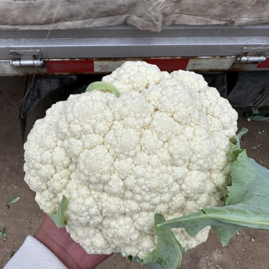 菏泽青梗散花菜！电商！商场！市场！大量供应！