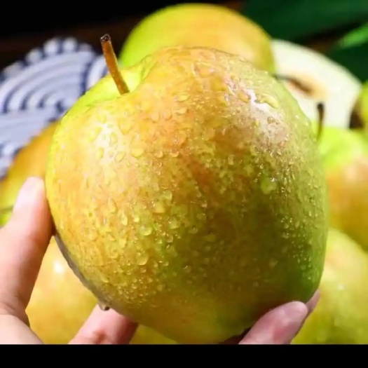 秋月，玉露香梨树苗品种保证基地大量现货