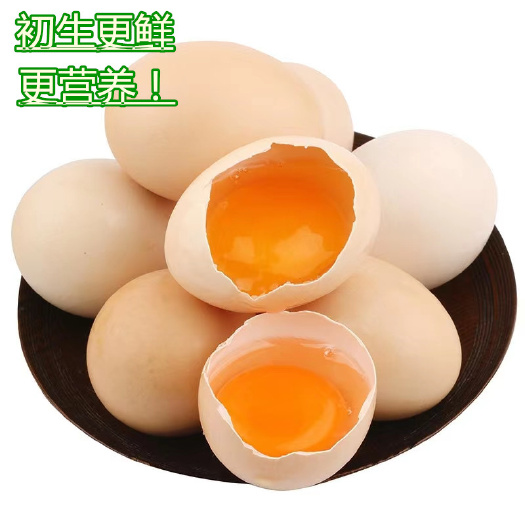 信宜市正宗五黑鸡绿壳蛋，三黄鸡初生蛋