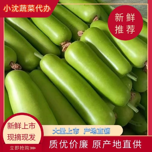 博爱县(热销)短瓠瓜，大量上市，产地直销