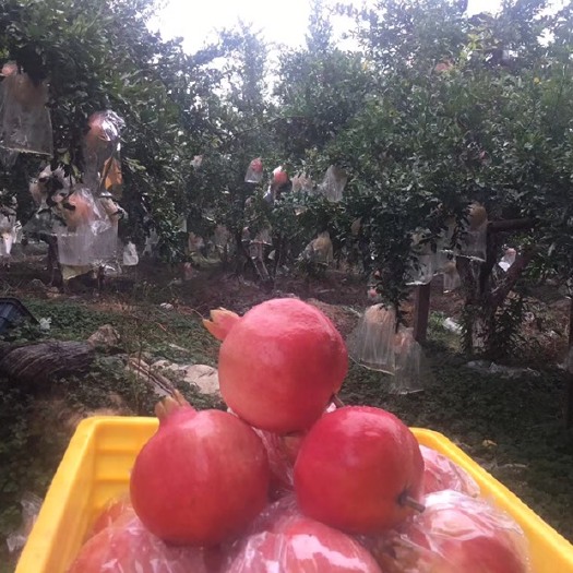 渭南铁炉红石榴