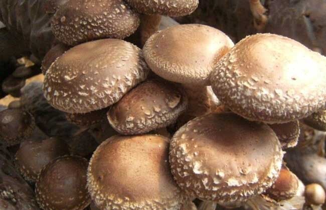 泌阳县价格私谈 便宜 量多