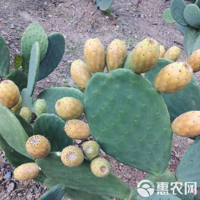 云南石林宝塔系列黄果，仙人掌，可食用，，绿化，菜用