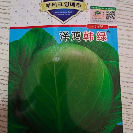 寿光市甘蓝苗 韩绿品种 蓬松甘蓝苗 黄心 耐裂球 口感脆甜 产量高