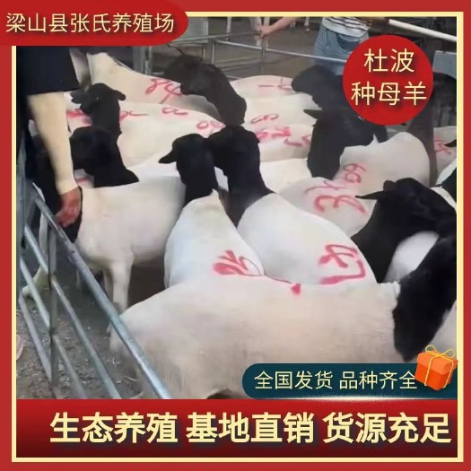 梁山县黑头杜波种母羊 头胎怀孕母羊