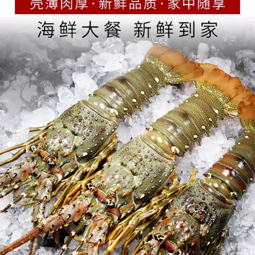 深圳大龙虾生鲜小青龙虾冰鲜冷冻250-500g/只活冻青龙虾