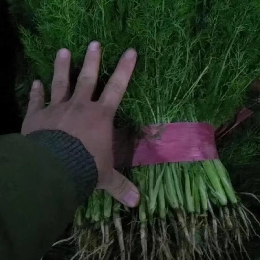 邯郸茴香苗，产地直发，量大从优！