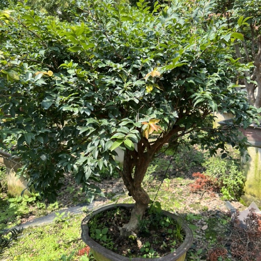 惠州嘉宝果树葡萄盆景树