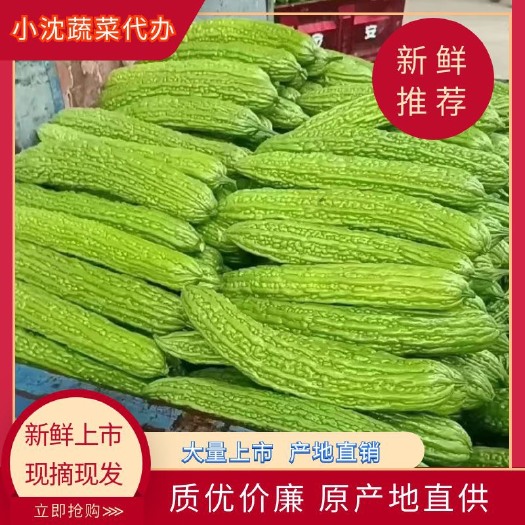 博爱县(热销)苦瓜，大量上市，产地直销