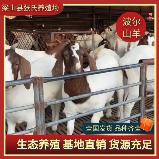 梁山县波尔山羊肉羊苗 种羊苗 头胎母羊