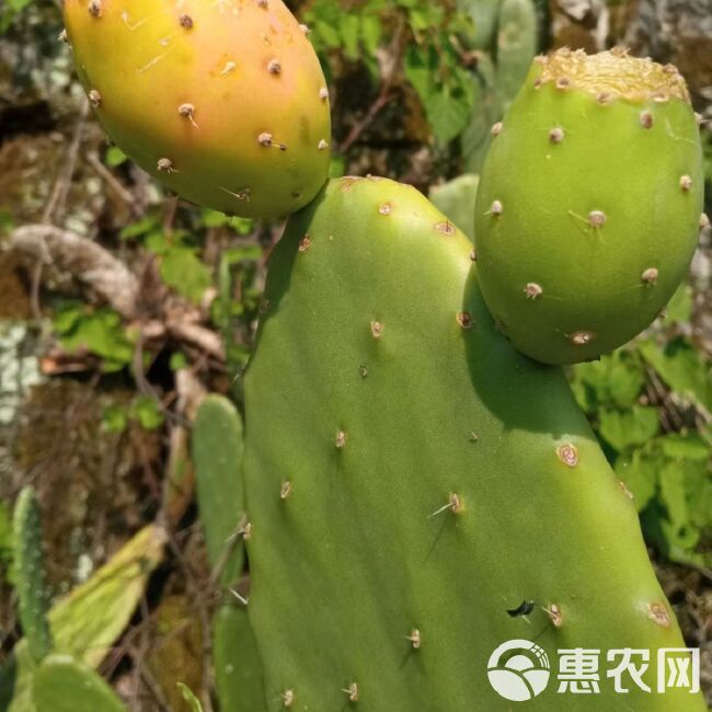 云南石林宝塔系列黄果，仙人掌，可食用，，绿化，菜用