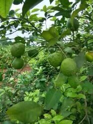 安岳县青黄柠檬榨汁果产地直供品质有保障