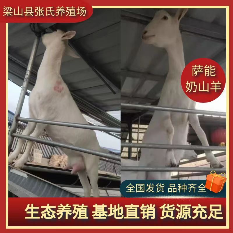 梁山县萨能奶山羊 一天产奶量八斤左右