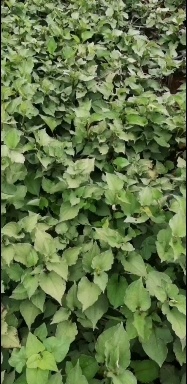 砚山县鱼腥草