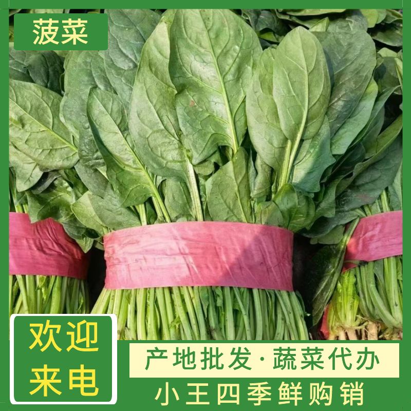 邯郸大叶菠菜，购销四季各种蔬菜