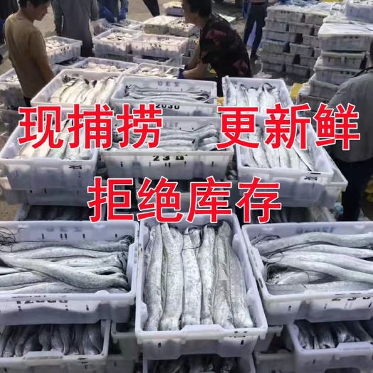 连云港【包邮】小眼带鱼正宗油带鱼舟山本地小带鱼